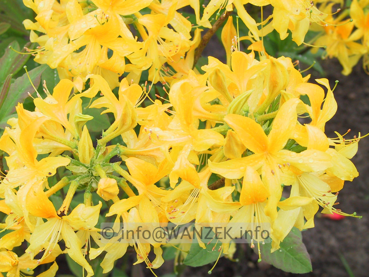 Azalea knaphill Golden Sunset 02.JPG
